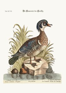 The Summer Duck of Catesby, 1749-73
